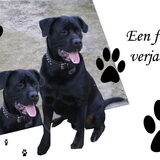 Foto van monique