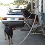 Jogie & Dino