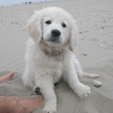 Balou