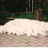 Chiran zoogt haar puppies buiten! Bloedheet op de puppiekamer!!