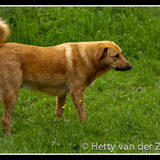 Mooie Dobber van de Bende van 7