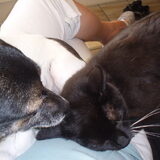knuffel met onze kat noppus haar beste katten vriendinnentje