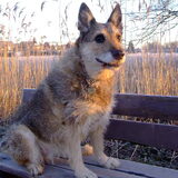 Dit is onze oude Kelly. We hebben haar van pup af aan. Nu is ze bijna…