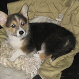 buddie 9 weken welsh corgi pembroke