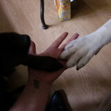 Zo lieff (L)(L)