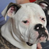 dit is miss; white face een A.B zij is nu zeven maanden oud en is erg…
