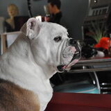 dit is redbull een old engelse bulldog erg aanhankelijk, rustig en erg…