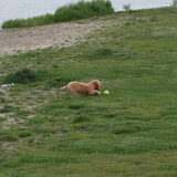 ja heb de bal hij is weg die groote hond