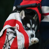 torque 8 week oud, te jong voor de lange wandeling..