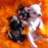 wk 2010,angel en lola 4 weken oud