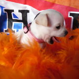 ik brul voor oranje!angel 4 weken oud