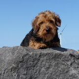 Dit is Joy, een kruising tussen een Teckel en een Jack Russel en…