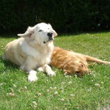sjors en osa samen op vakantie in Noordwijk juni 2008