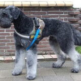 Volwassen 'koningsbouvier'