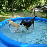 dartel dartel in het water