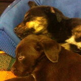 Romi en Pixie