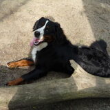 Aiko 1 jaar. In het bos.