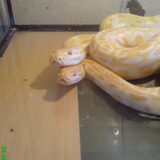 twee van me tijgerpython`s