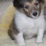 Butters