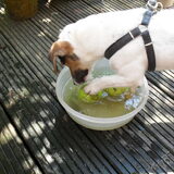 Heeeeeeee er zitten ballen in. Even met m'n poot roeren.