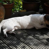 Siesta!