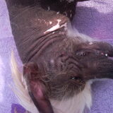 Prins LaChatura Altair lekker gek hahahahahaha!!!...