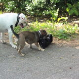 Buiten spelen samen met een pup van 8 weken oud
