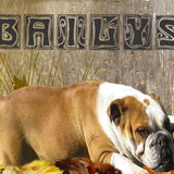 engelse buldog haar naam is Bailys