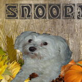 malthezerke haar naam is Snoopy ze is nu 12 jaar