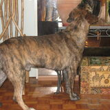 Foto van johngitan@hotmail.com
