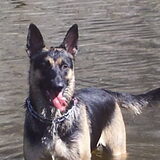 dit is apache onze duitseherder is helaas overleden + r.i.p