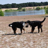 Foto van christel & breezer , Shaya en Lucky..