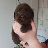 Foto van Ester & Syrah