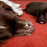 Foto van Ester & Syrah