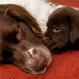 Foto van Ester & Syrah