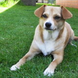 Trixy in het gras ;)