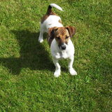 Stoere Luna , Ze is precies een superhond ! hihi