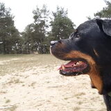 Foto van Ralph, Bo en Dex