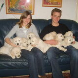 Met z'n allen 9 golden pups op de bank,annabel met haar vriendje…