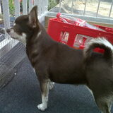 lady ook op de loer naar honden en katten in de buurt