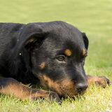 Beer een tijdje terug op puppycursus