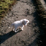 bos heerlijk wandelen hetr was wel frisje ondanks dat ze zon scheen