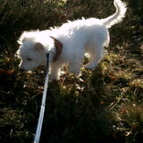 bos wandeling