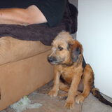 Foto van liesbeth,Turbo,Luna, Levi en Faith