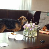 Foto van liesbeth,Turbo,Luna, Levi en Faith
