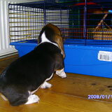 goh er wonen hier ook cavia's
