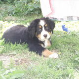 Max als pup