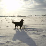 Max in de sneeuw