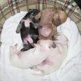 18 dagen oud. Zo lief!