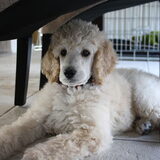 8 weekjes dus thuis!!